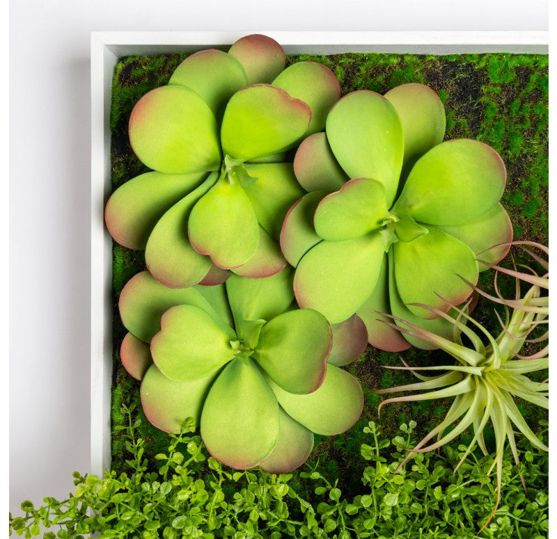 Gold Leaf Design Group Green Wall, Button Fern Mix | Green Wall | Modishstore - 4