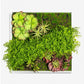 Gold Leaf Design Group Green Wall, Button Fern Mix | Green Wall | Modishstore