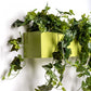 Gold Leaf Design Group Wall Planter Ivy, Green Wall | Green Wall | Modishstore-3