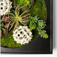 Gold Leaf Design Group Mini Green Wall, Succulent Mix | Green Wall | Modishstore
