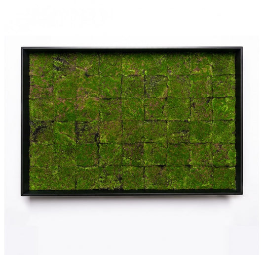Gold Leaf Design Group Green Wall, New Moss Patch | Green Wall | Modishstore