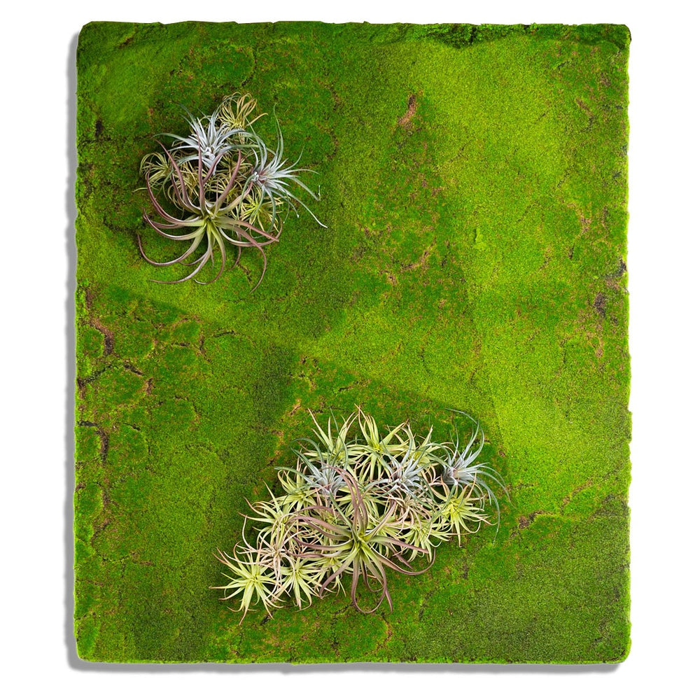 Gold Leaf Design Group Green Wall, ˜New Moss Flat | Green Wall | Modishstore - 4