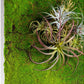Gold Leaf Design Group Green Wall, ˜New Moss Flat | Green Wall | Modishstore