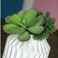 Gold Leaf Design Group Succulent Mix w/ Dusty Paddle | Vases | Modishstore-3