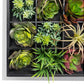 Green Wall, Pixelated Succulent by Gold Leaf Design Group | Green Wall | Modishstore-12