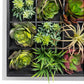 Green Wall, Pixelated Succulent by Gold Leaf Design Group | Green Wall | Modishstore - 12