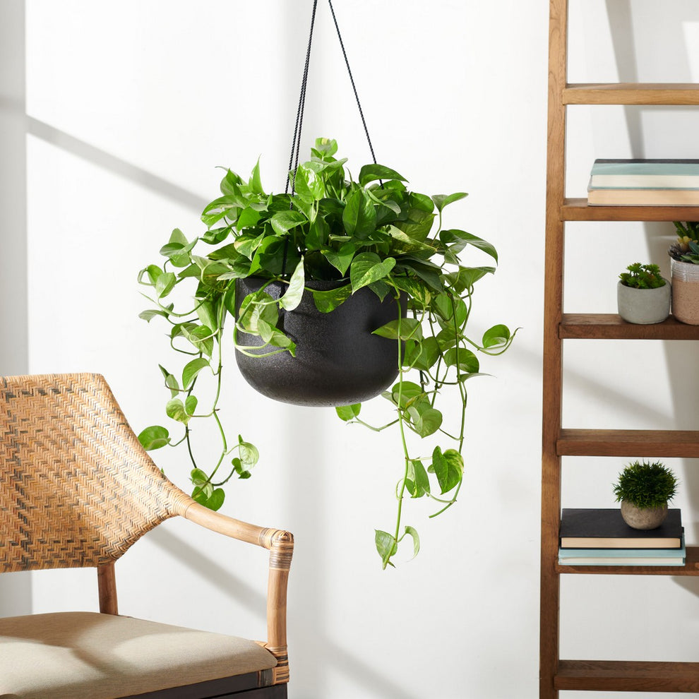 Safavieh Rancer Planter | Planters, Troughs & Cachepots | Modishstore - 1