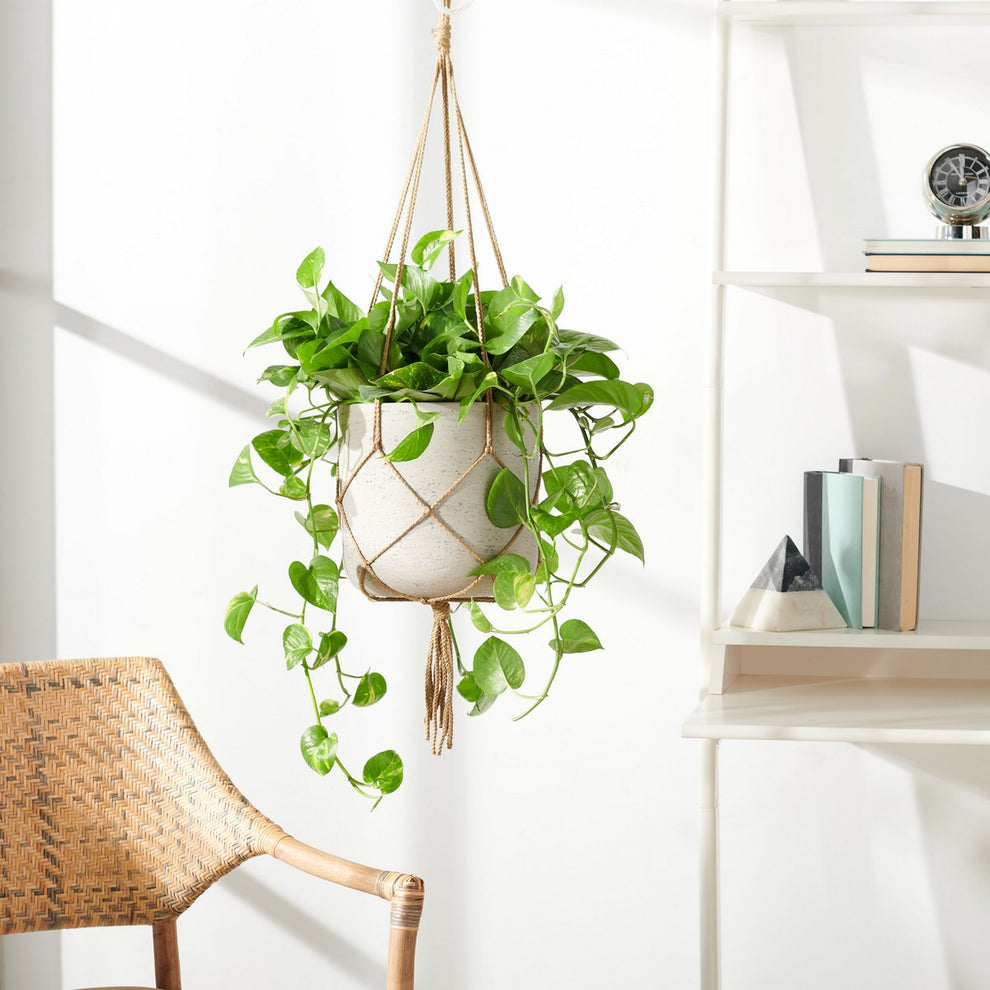 Safavieh Peltria Planter | Planters, Troughs & Cachepots | Modishstore - 5