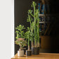 Echeveria 15"H Queen, Potted P By Gold Leaf Design Group | Planters, Troughs & Cachepots | Modishstore - 3