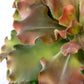 Echeveria 15"H Queen, Potted P By Gold Leaf Design Group | Planters, Troughs & Cachepots | Modishstore - 4