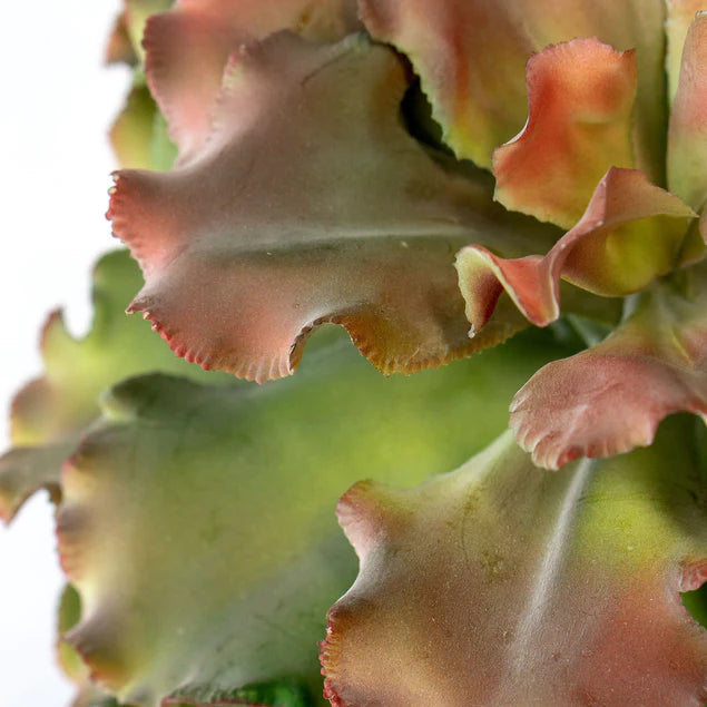 Echeveria 15"H Queen, Potted P By Gold Leaf Design Group | Planters, Troughs & Cachepots | Modishstore - 4