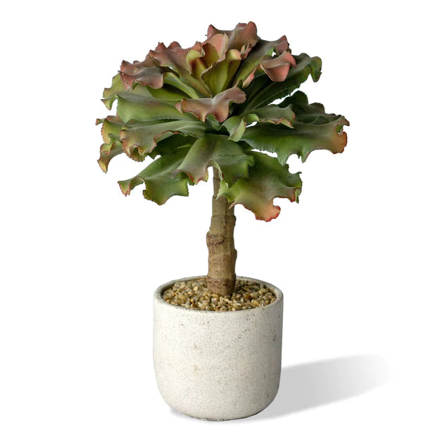 Echeveria 15"H Queen, Potted P By Gold Leaf Design Group | Planters, Troughs & Cachepots | Modishstore - 2