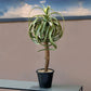 Aloe Tree, 23.25"H Potted By Gold Leaf Design Group | Planters, Troughs & Cachepots | Modishstore - 3
