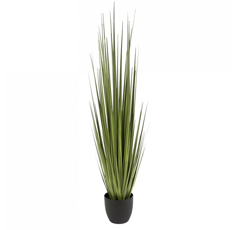 Grass, Potted Century by Gold Leaf Design Group | Botanicals | Modishstore - 2