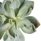 Nama Succulent Mix w/Grapto By Gold Leaf Design Group | Planters, Troughs & Cachepots | Modishstore - 3