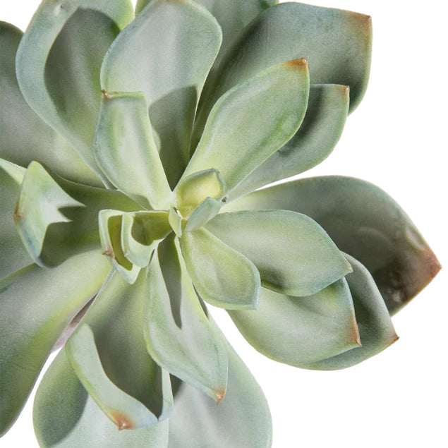 Nama Succulent Mix w/Grapto By Gold Leaf Design Group | Planters, Troughs & Cachepots |  Modishstore - 3