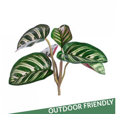 Outdoor Calathea Bush by Gold Leaf Design Group - Set of 12