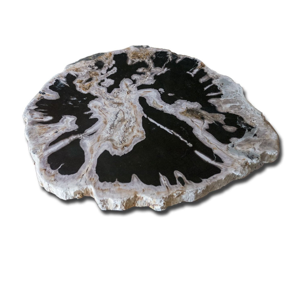 PF-1112 Petrified Wood Slab With Custom Made Base by AIRE Furniture-3