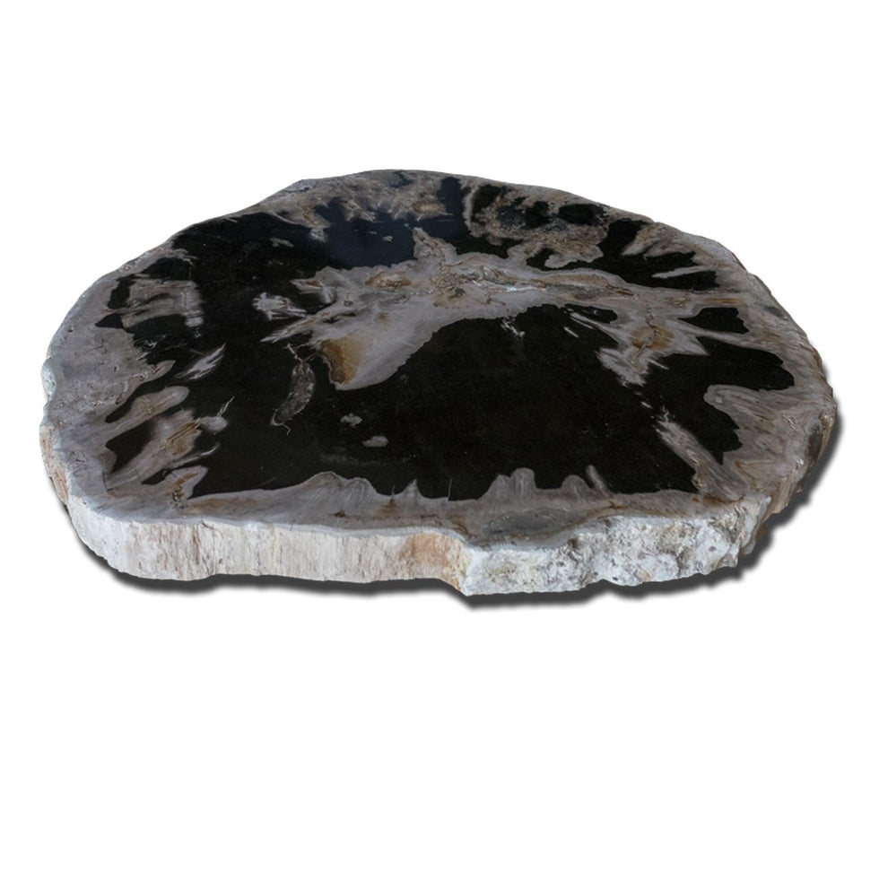 Petrified Wood Slab Use in Coffee Table | End Table PF-1114 by Aire Furniture | Petrified Wood Slabs | Modishstore - 3