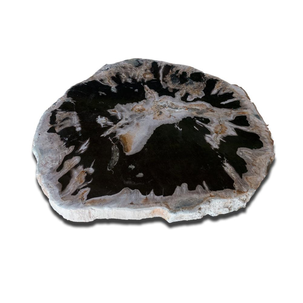 Petrified Wood Slab Use in Coffee Table | End Table PF-1114 by Aire Furniture | Petrified Wood Slabs | Modishstore - 4