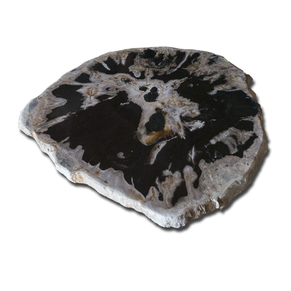 Petrified Wood Slab With Custom Made Base PF-1117  by Aire Furniture | Petrified Wood Slabs | Modishstore - 3