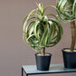 Aloe Tree, 23.25"H Potted By Gold Leaf Design Group | Planters, Troughs & Cachepots | Modishstore - 2