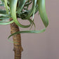 Aloe Tree, 23.25"H Potted By Gold Leaf Design Group | Planters, Troughs & Cachepots | Modishstore - 7