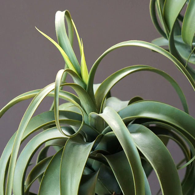 Aloe Tree, 23.25"H Potted By Gold Leaf Design Group | Planters, Troughs & Cachepots | Modishstore - 6