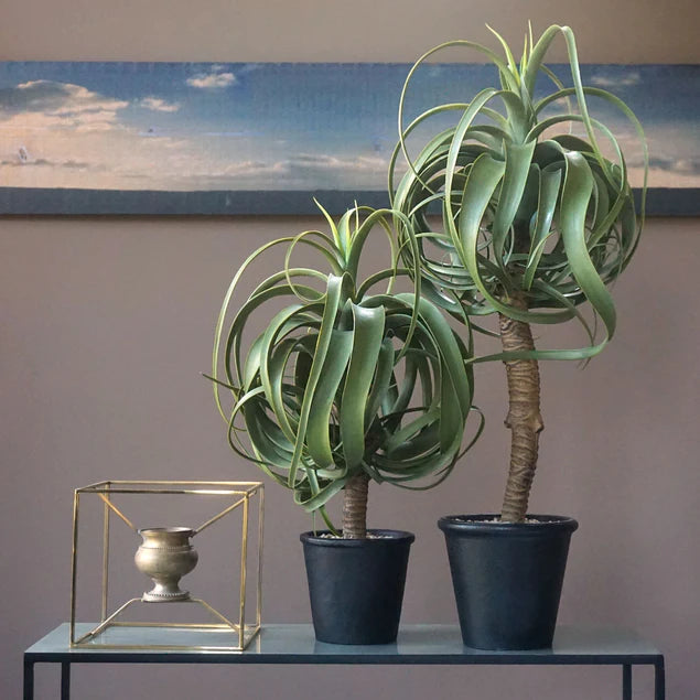 Aloe Tree, 23.25"H Potted By Gold Leaf Design Group | Planters, Troughs & Cachepots | Modishstore