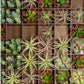Green Wall, Pixelated Succulent by Gold Leaf Design Group | Green Wall | Modishstore-2
