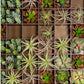 Green Wall, Pixelated Succulent by Gold Leaf Design Group | Green Wall | Modishstore - 2