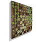 Green Wall, Pixelated Succulent by Gold Leaf Design Group | Green Wall | Modishstore - 6