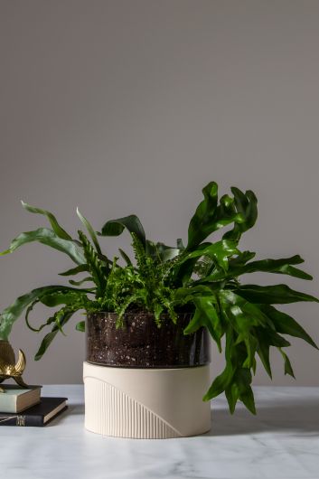 Plinth Glass Terrarium with Ceramic Base By Accent Decor | Planters, Troughs & Cachepots | Modishstore - 1