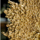 Gold Leaf Design Group Coral Sculpture Gold | Sculptures | Modishstore-2