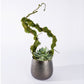 Vine & Succulent in Sitara Vase by Gold Leaf Design Group | Vases | Modishstore