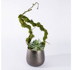 Vine & Succulent in Sitara Vase by Gold Leaf Design Group