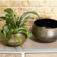 Sosa Bowl Set Of 4 By Accent Decor | Planters, Troughs & Cachepots | Modishstore - 1