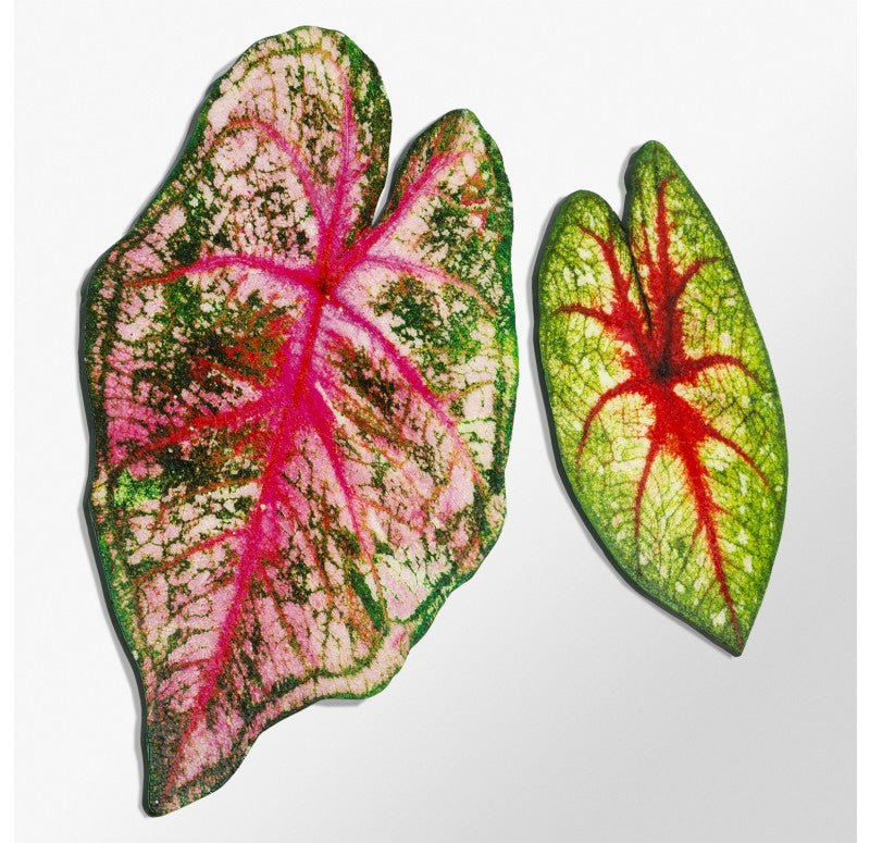 Mosaic Caladium Green Wall Art, 24"H by Gold Leaf Design Group | Green Wall | Modishstore - 2
