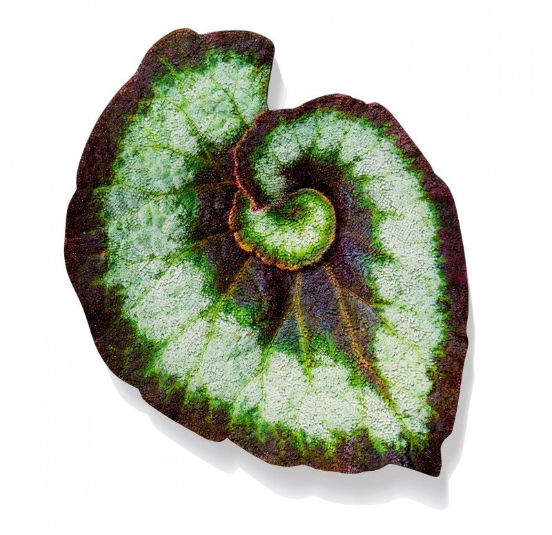 Mosaic Begonia Escargot Wall Art, 26"H by Gold Leaf Design Group | Wall Decor | Modishstore